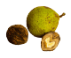 Black Walnut