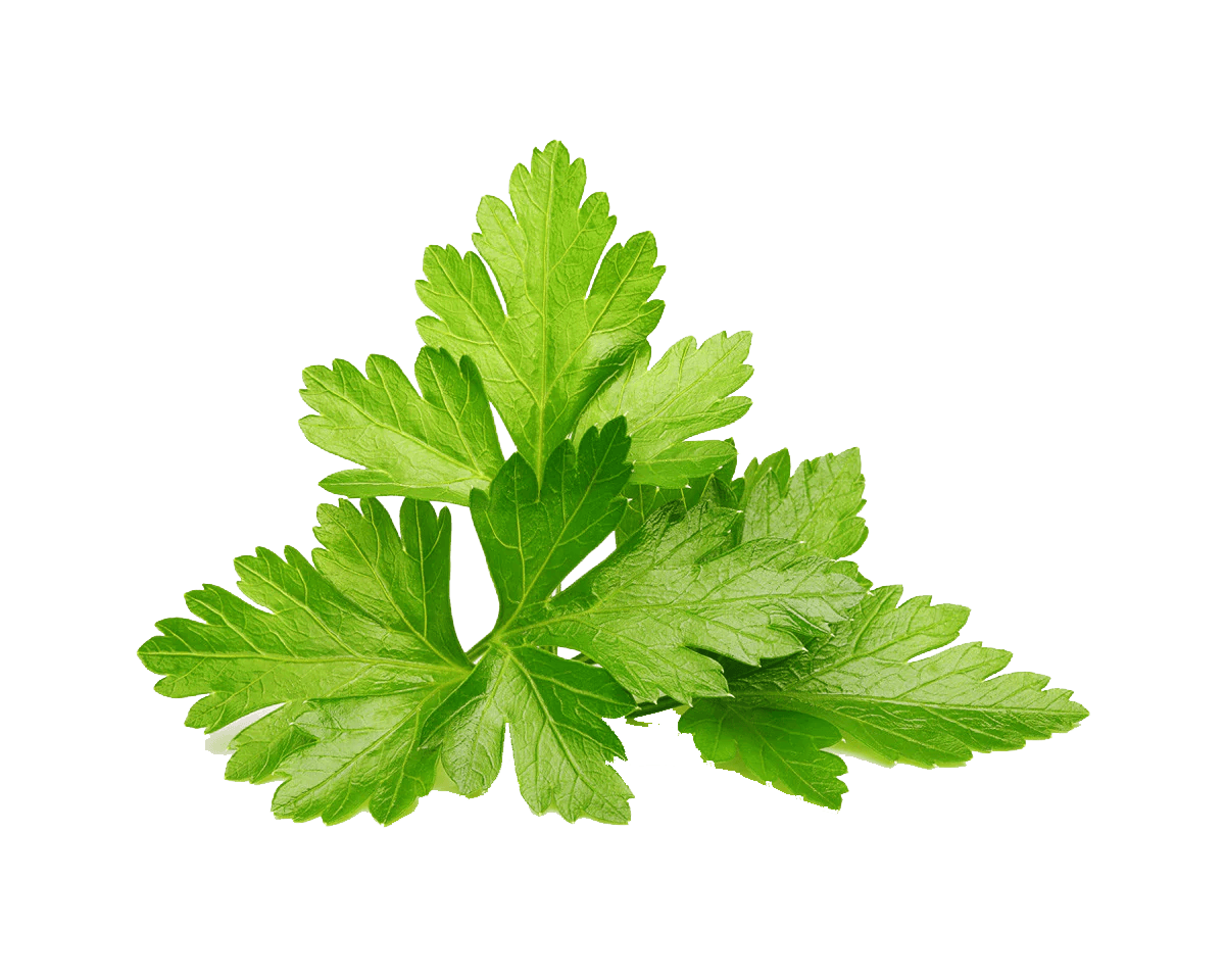 Cilantro