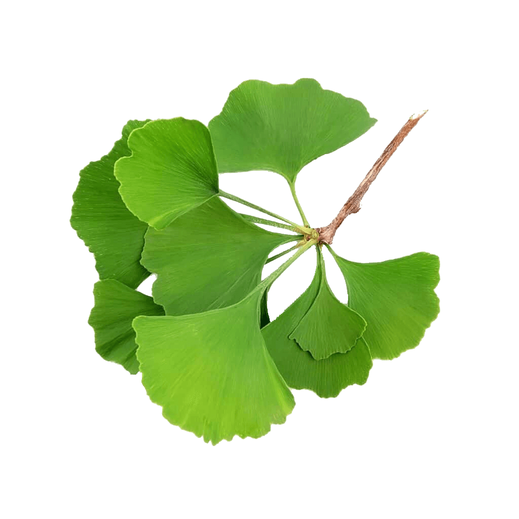 Ginkgo Leaf