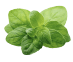 Oregano
