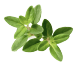 Thyme