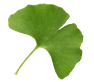 Ginkgo Leaf ingredient