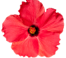 Hibiscus Flower ingredient