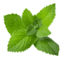 Peppermint Leaf ingredient