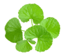 Gotu Kola ingredient