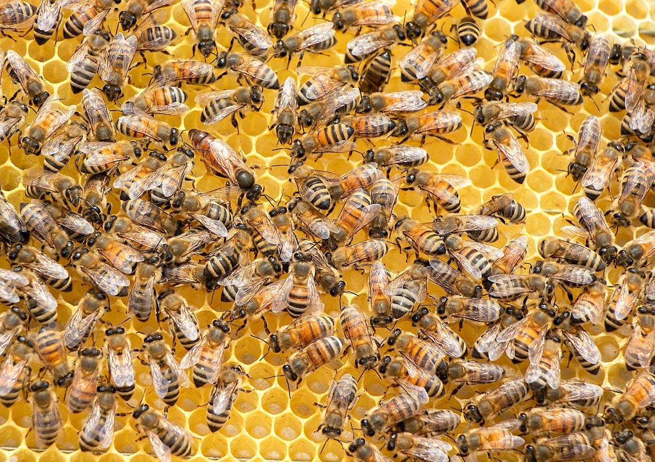 Bee Propolis: Nature's Ultimate Protector