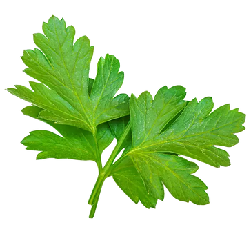 CILANTRO
