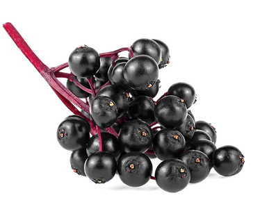 ELDERBERRY