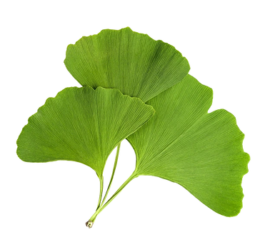 GINKGO LEAF
