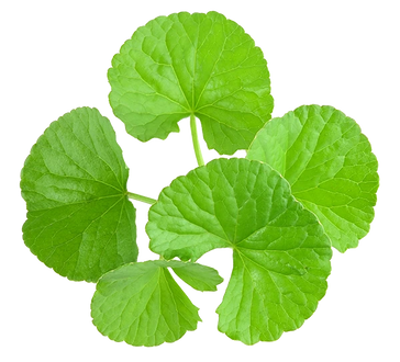 GOTU KOLA