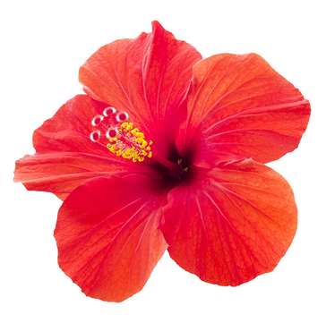 HIBISCUS FLOWER