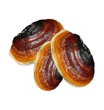 RED BANDED POLYPORE