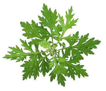 WORMWOOD EXTRACT
