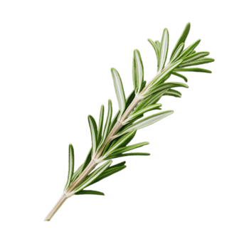 ROSEMARY EXTRACT