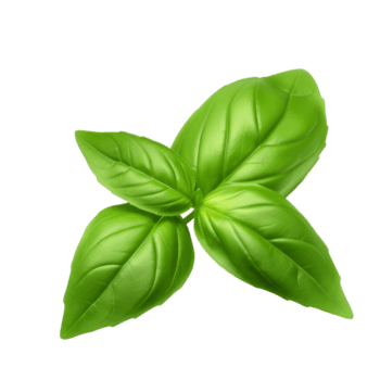 HOLY BASIL